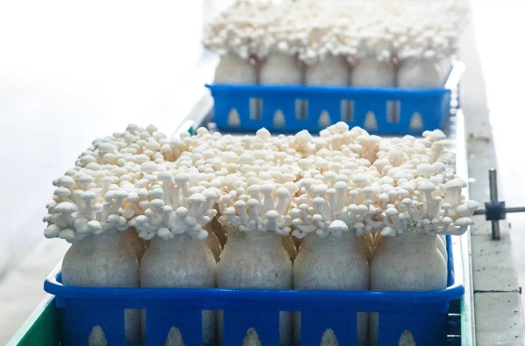 科技賦能，品質升級 慈溪白玉菇榮膺“浙產精品鮮菇”背后的生物技術力量